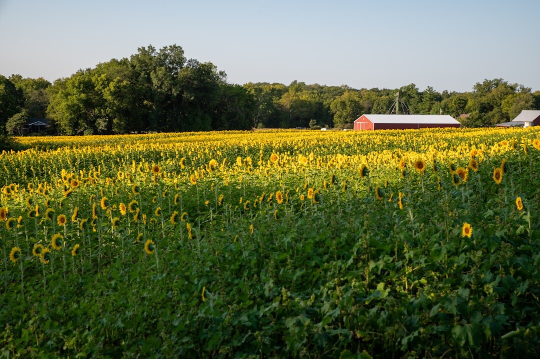 rural farm landscape